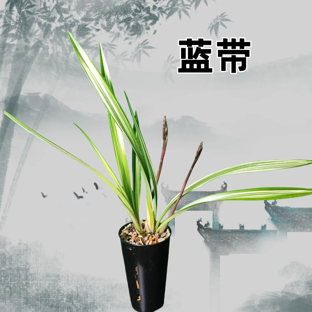 特惠蓝带(168)线艺墨兰彩花带盆