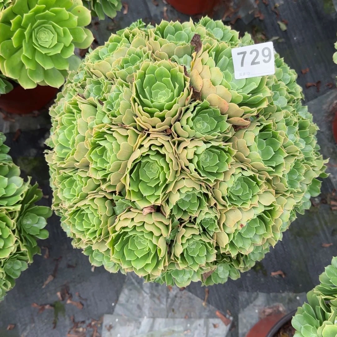 729多肉植物绿朵