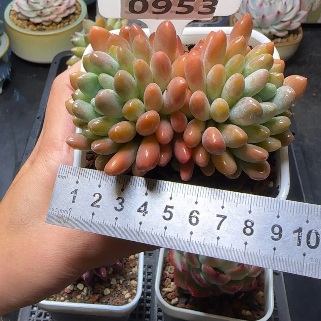 多肉植物0953……………..