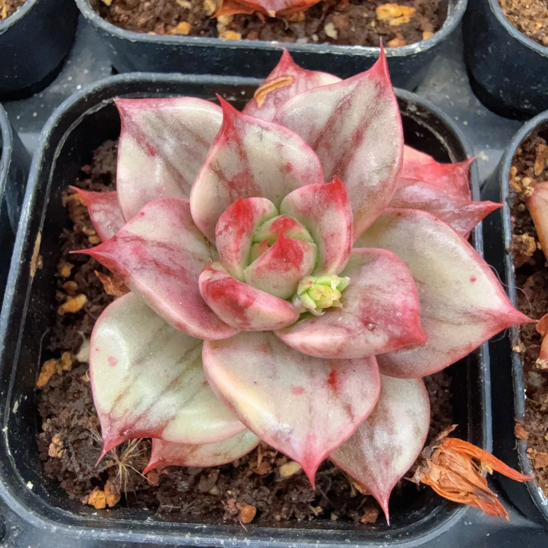 70#雷欧帕德锦（3-5cm）脱土