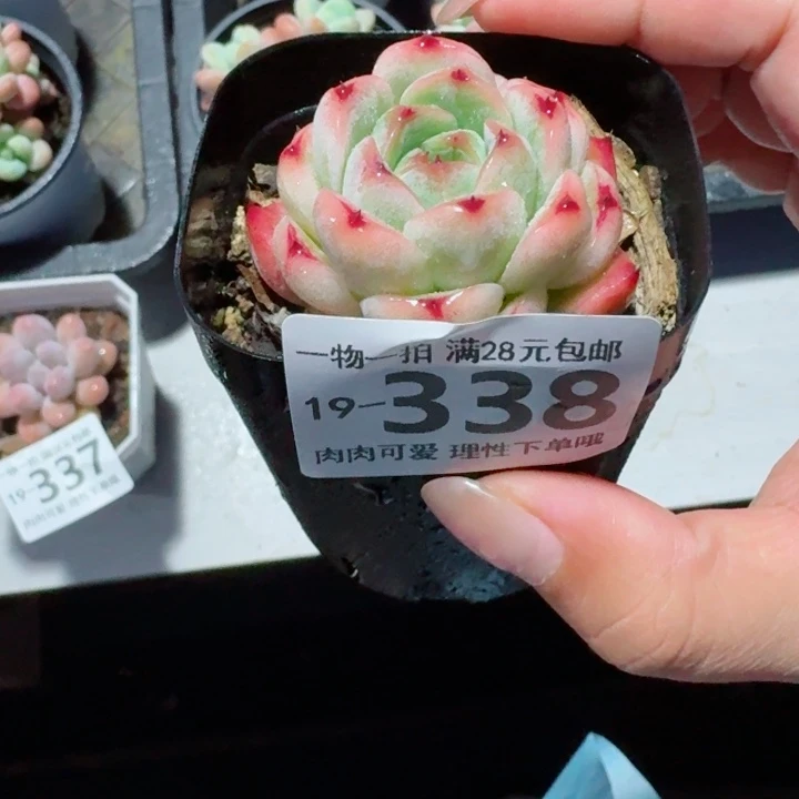 摩根多肉无盆土发货多肉多肉