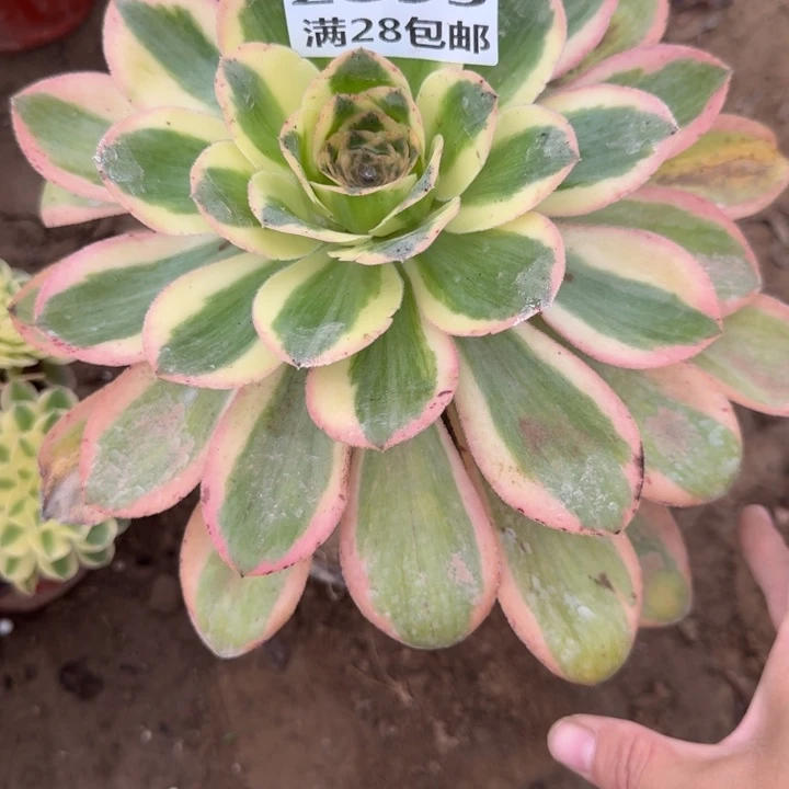 2895二号棚燕姿多肉B