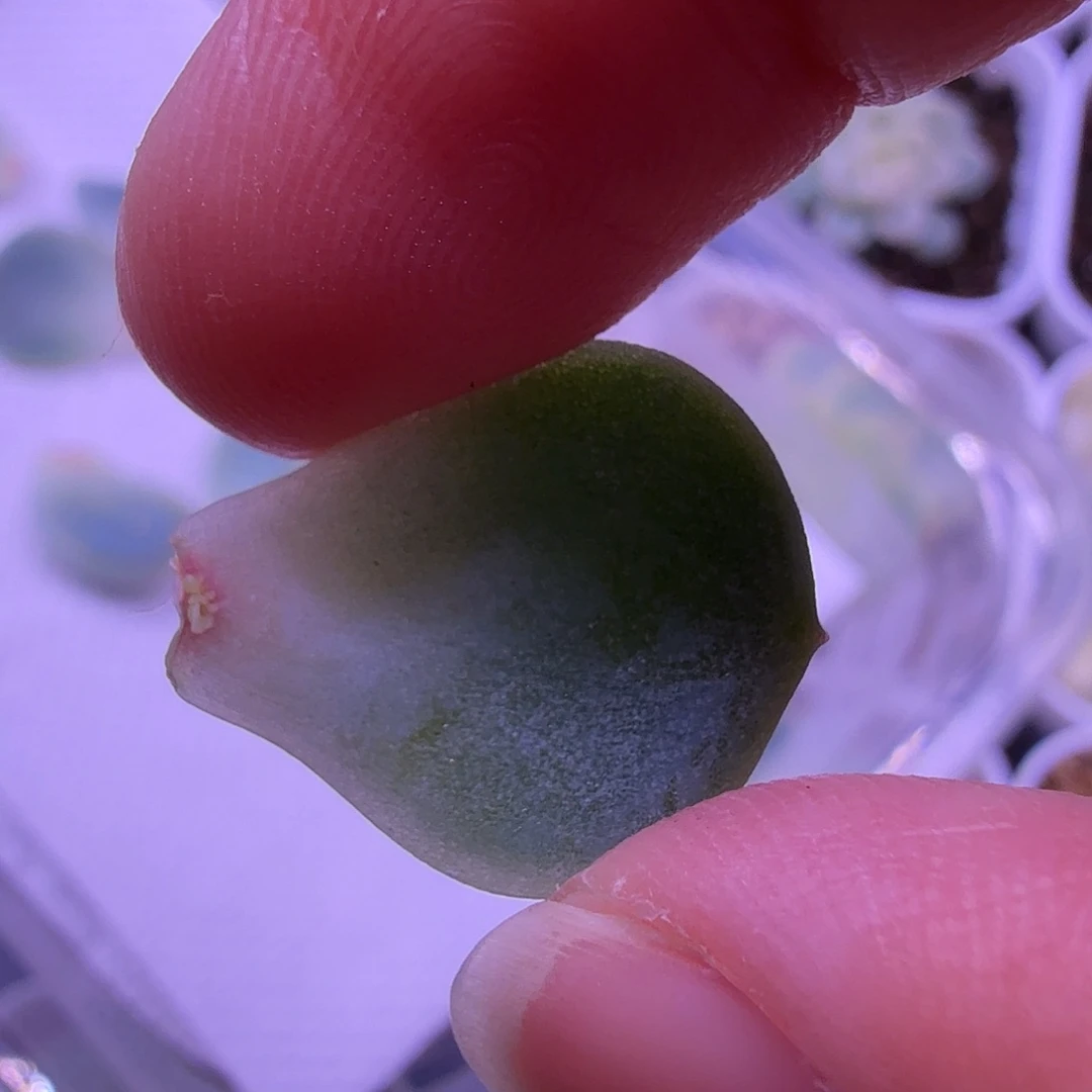 M30叶片一物一拍