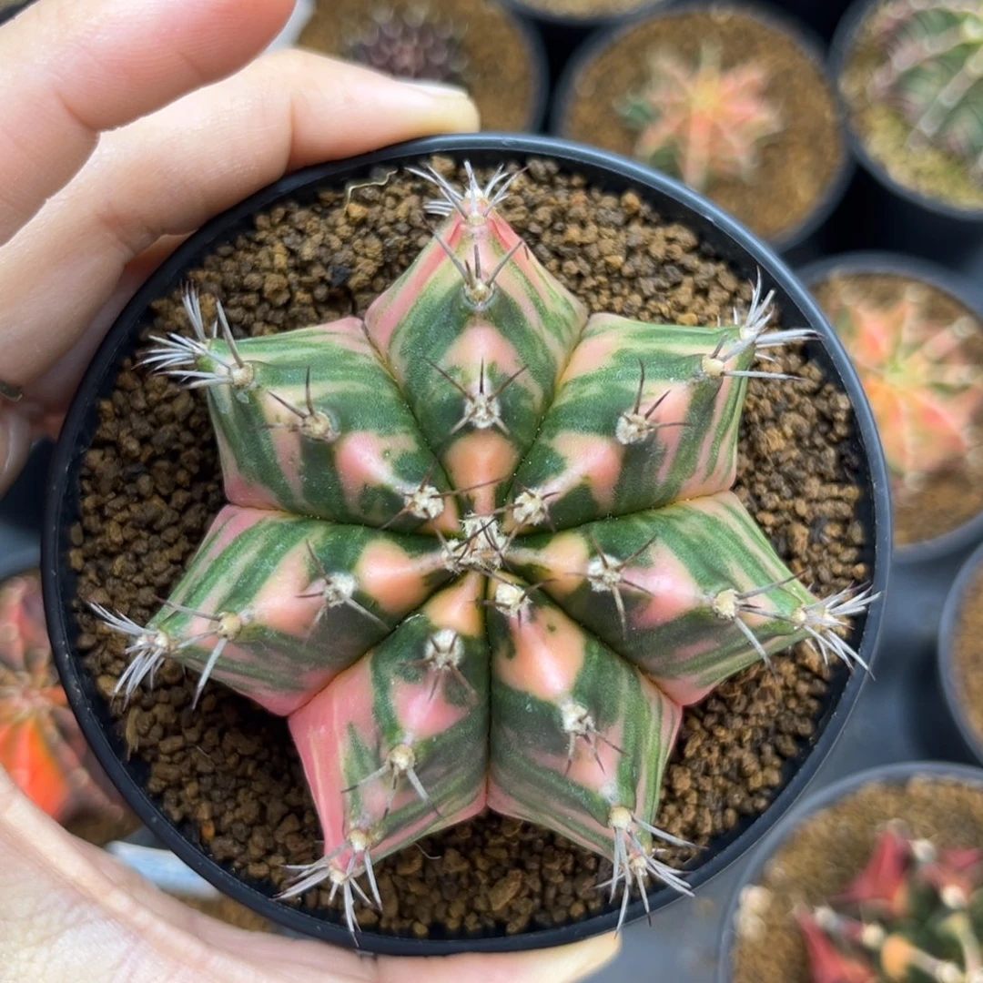 叮***哈一物一拍带盆土发