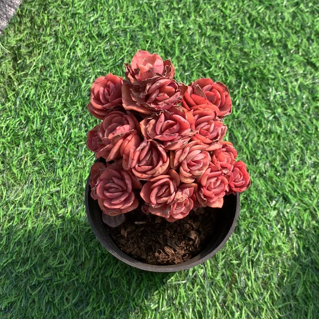 果***鲜人员等待是等待是否