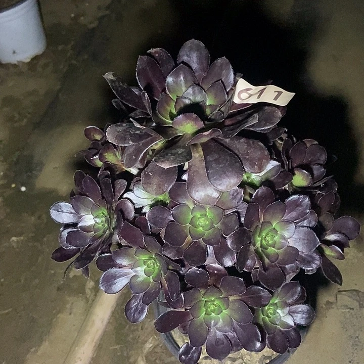 圆叶黑法师611多肉不包断