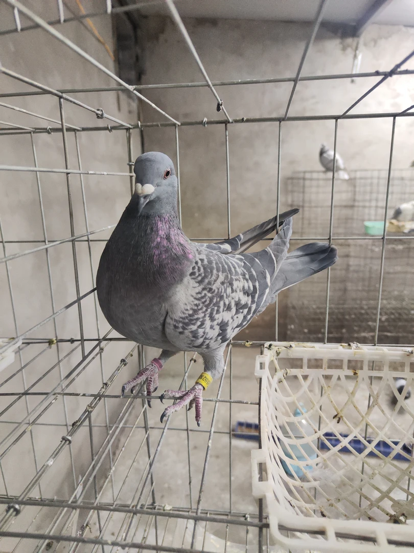 种鸽用品 单只用品 具体的为直播间挑选为准