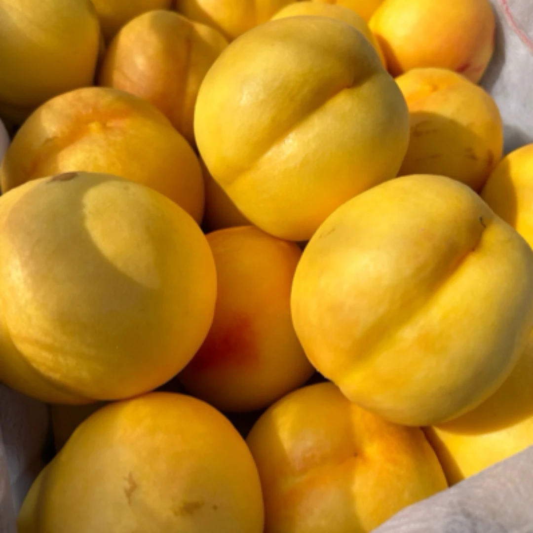黄油桃新鲜脆甜东北辽宁黄皮黄肉无毛应季水果