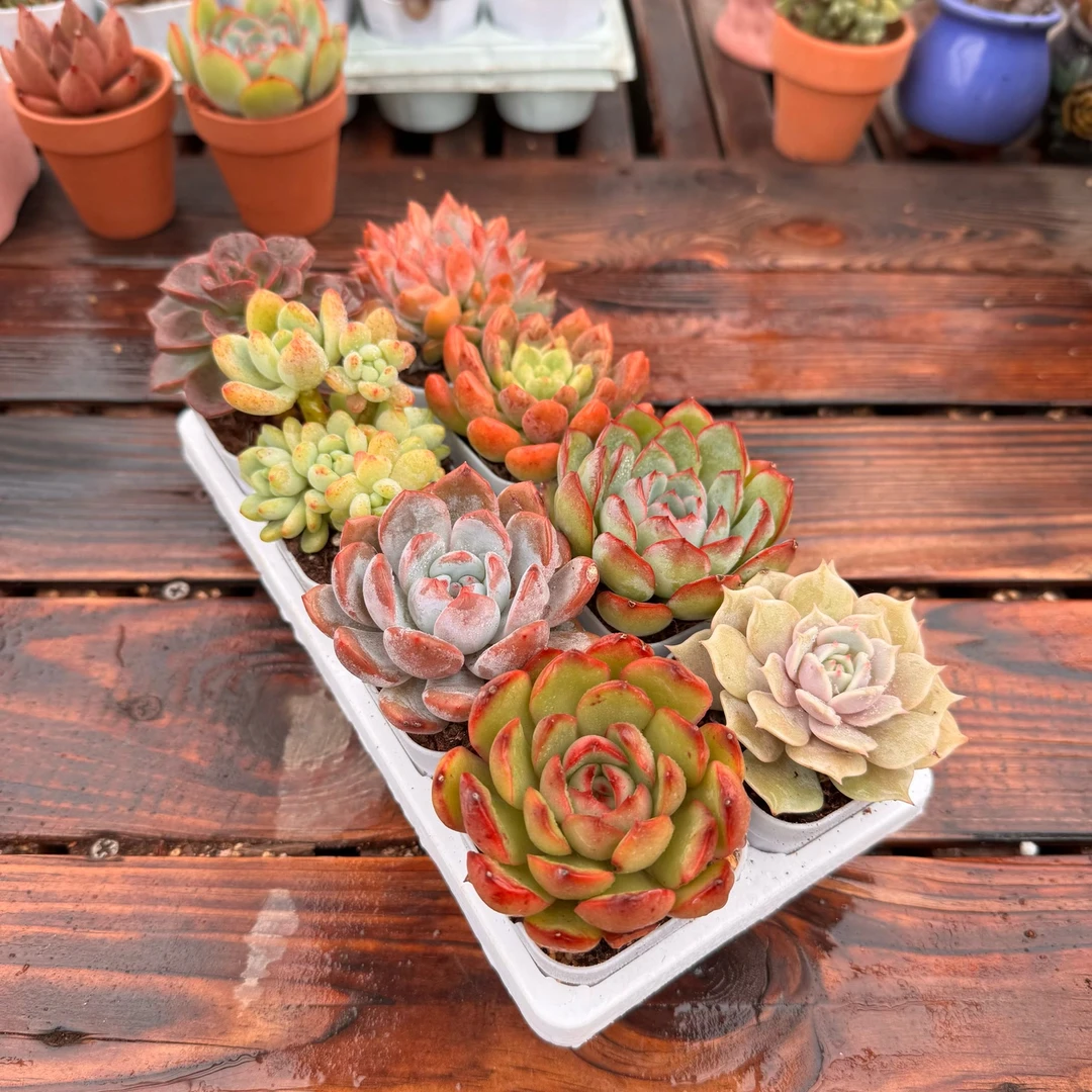 八棵带小方盆土栽好种好多肉植物5-6厘米组合新手好养大颗精品
