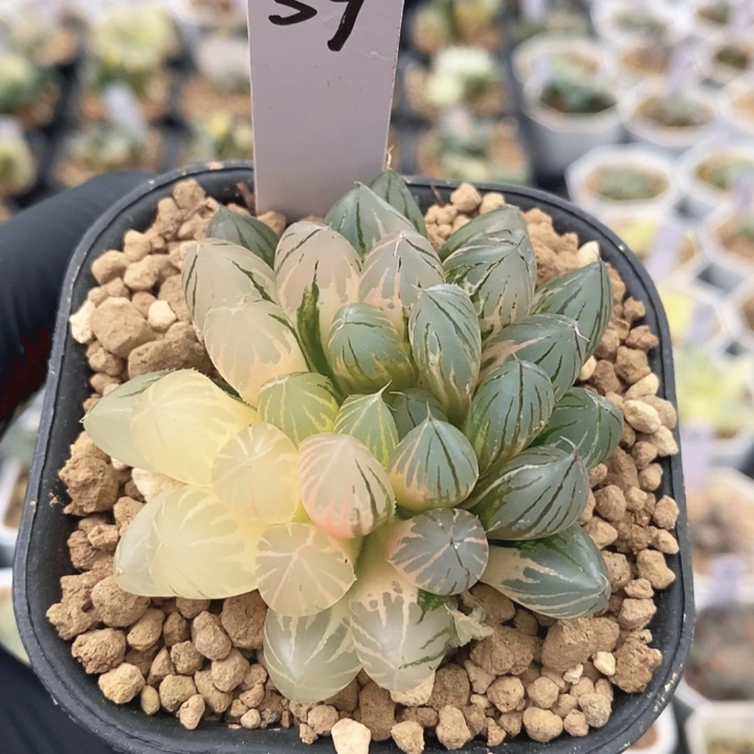 霓虹灯十二卷多肉
