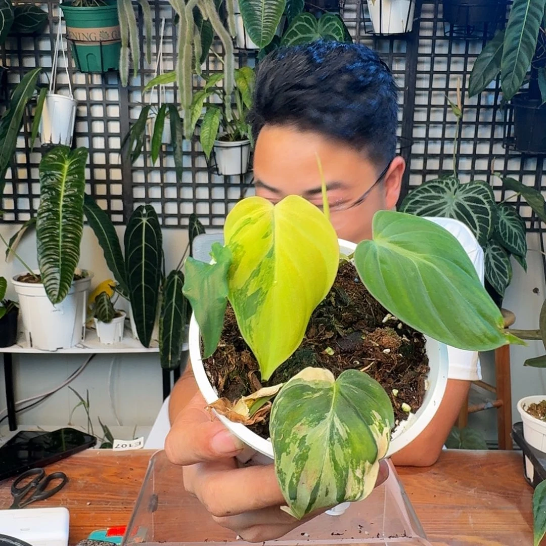 无花朵阿*一物一拍F92