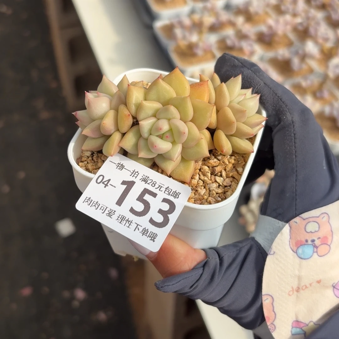 黄金象牙无盆土发货