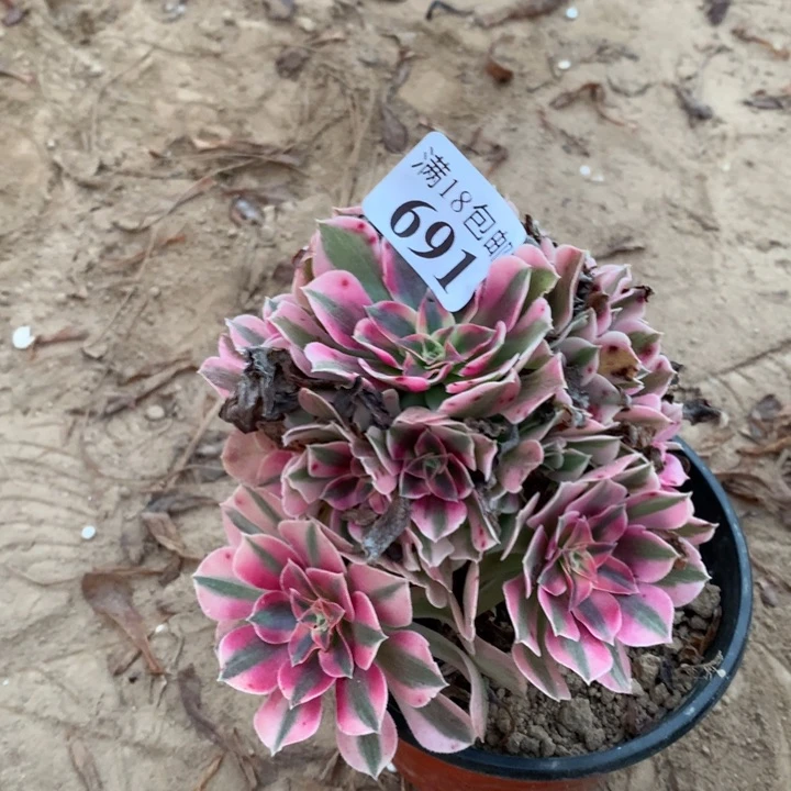 691粉女巫手捧1号棚