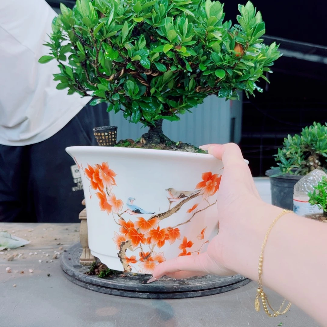 这***活一寸法师栀子花花
