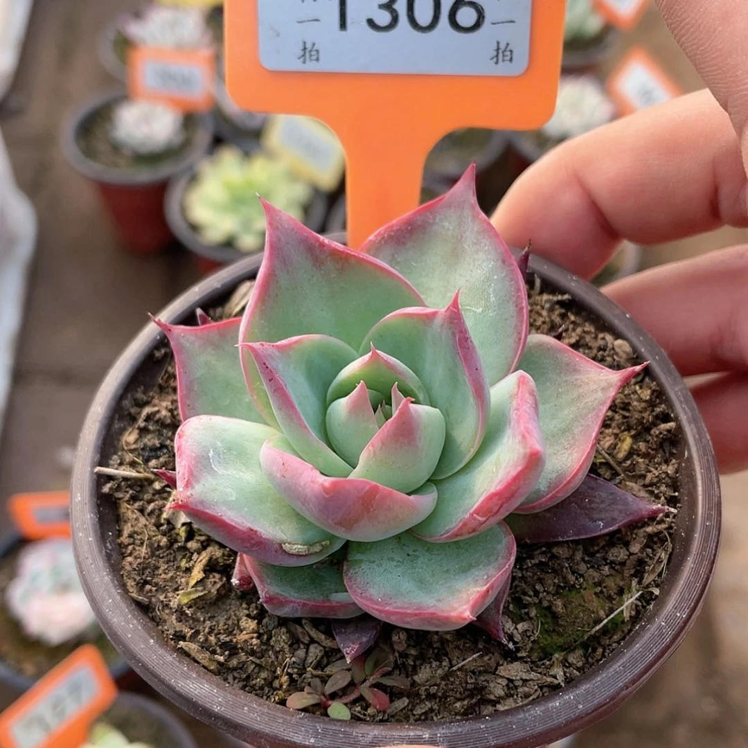 【闪购商品】1306号