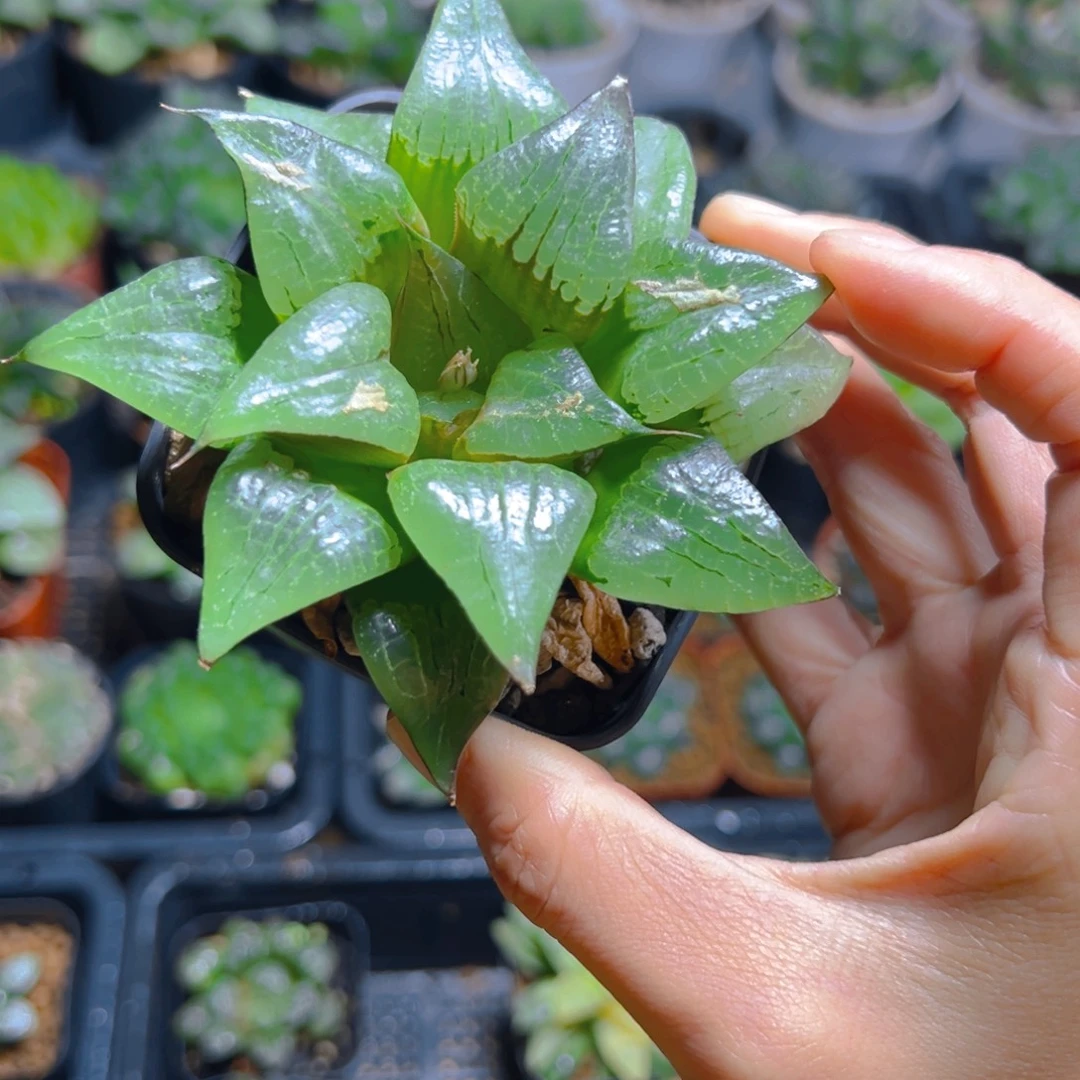 微瑕万象盆啊寒湖玉露