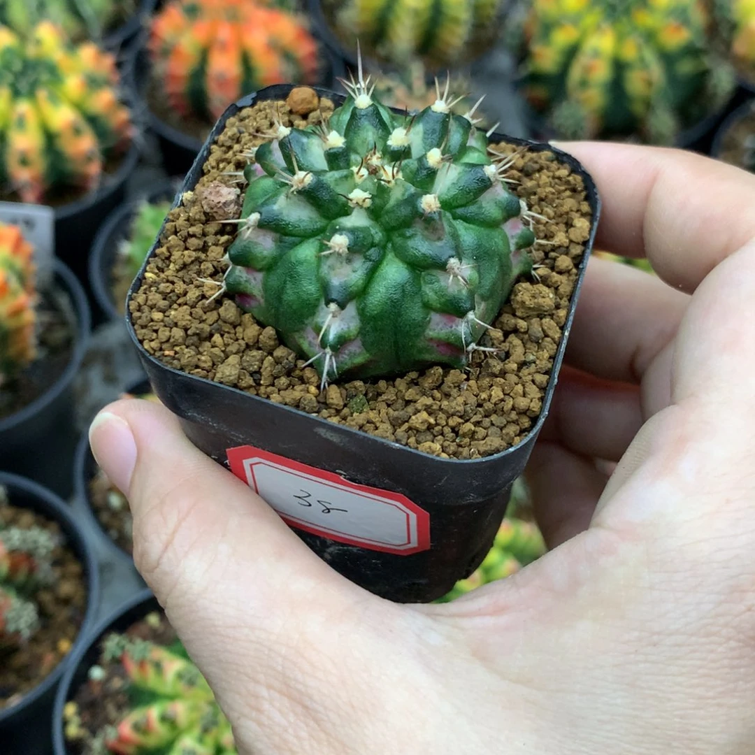 仙人球米哈牡丹花