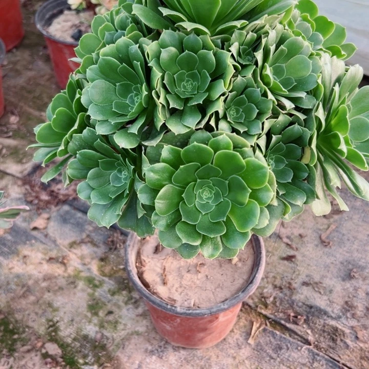106绿羊绒多肉植物