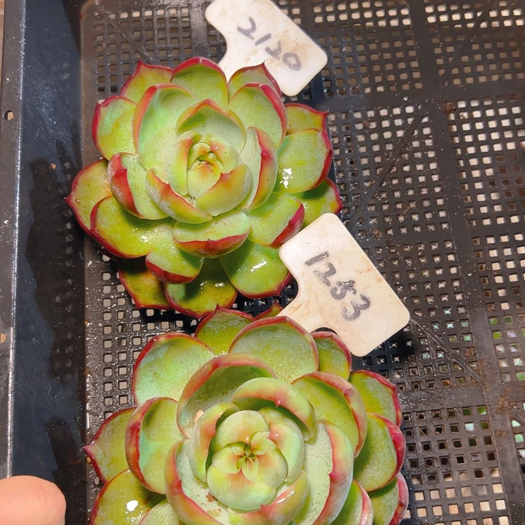 惊鸿仙子2120.1253号