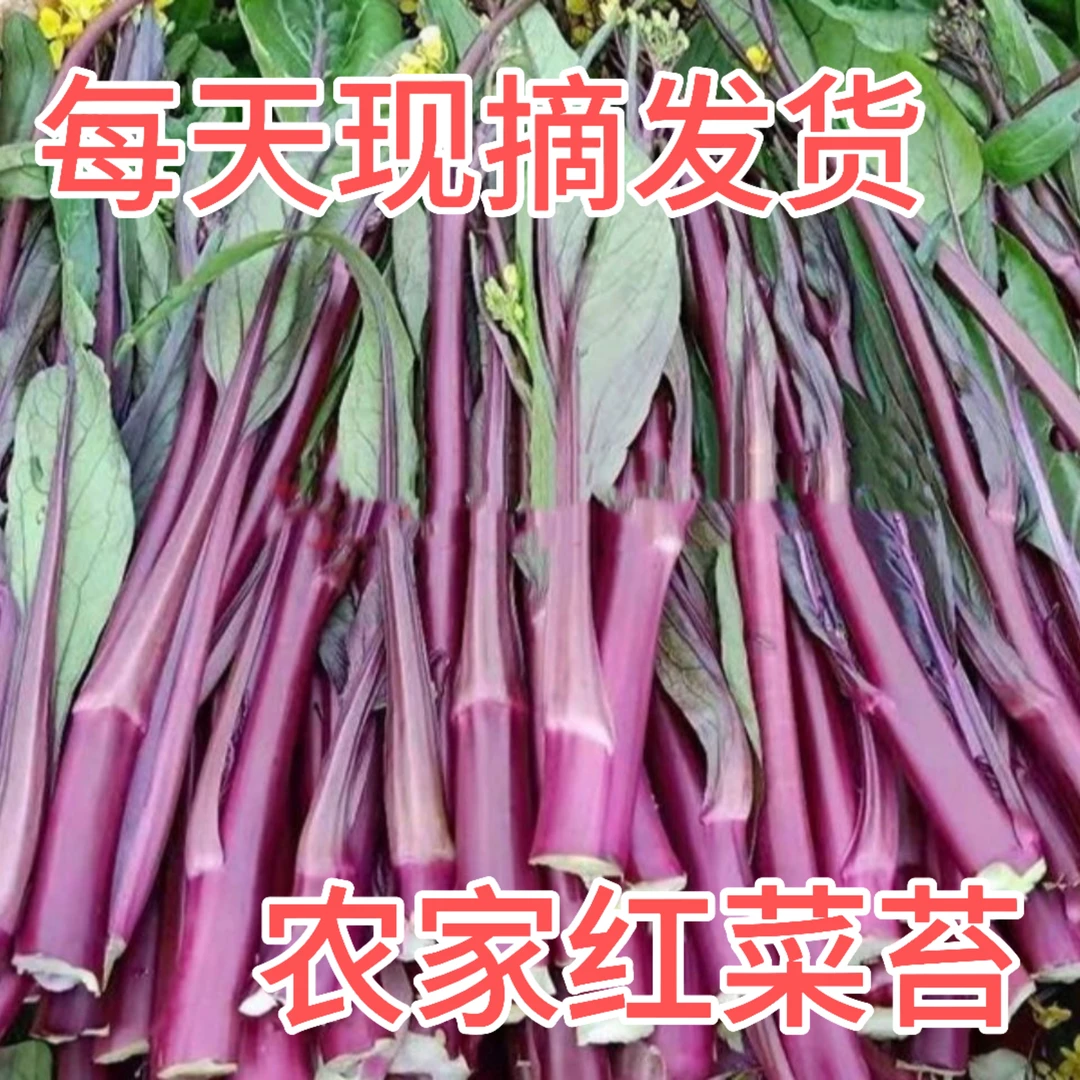 恩施农家红菜苔现摘发货新鲜紫菜苔红油菜苔蔬菜当季现摘现发批发