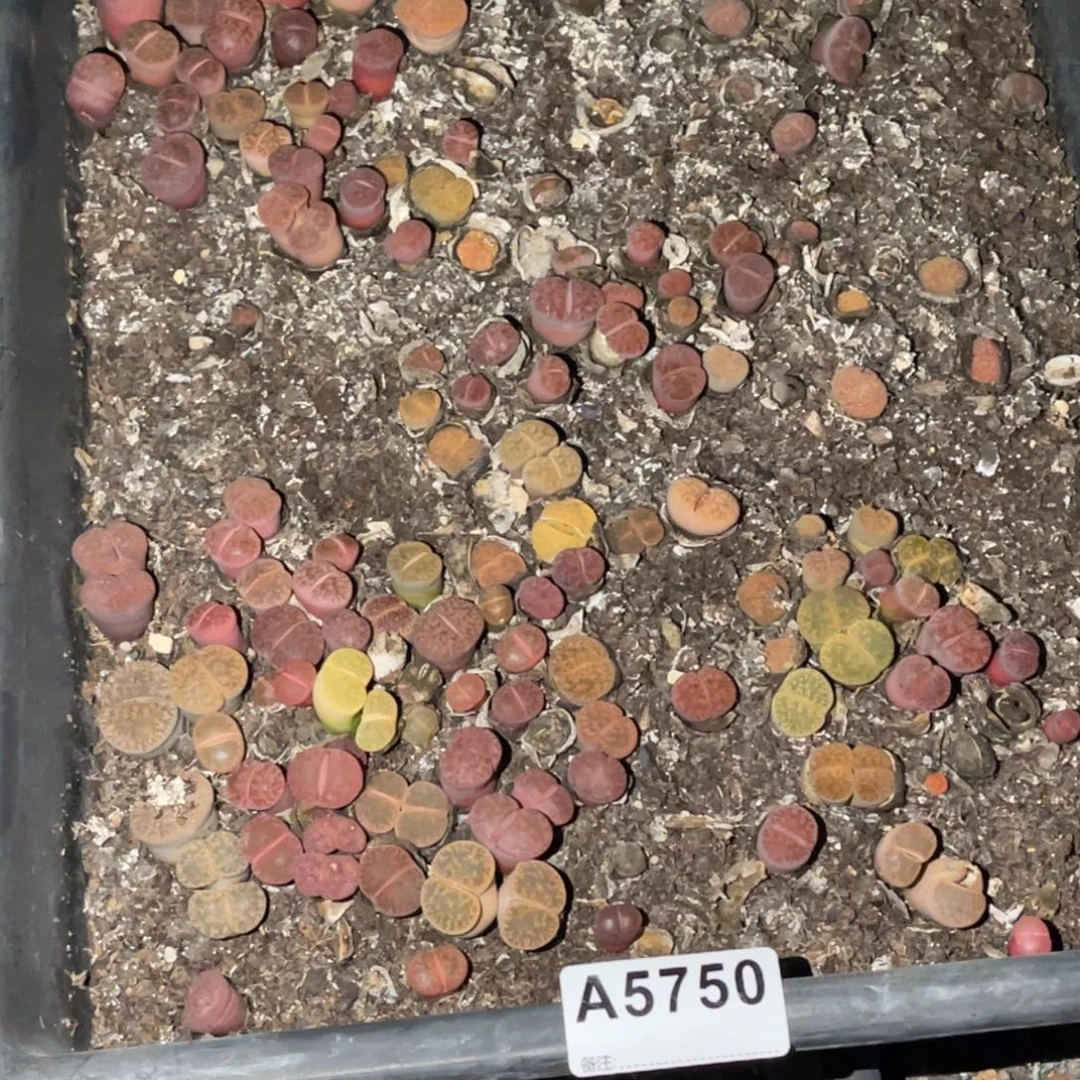 花***里5750福利筐1不售后