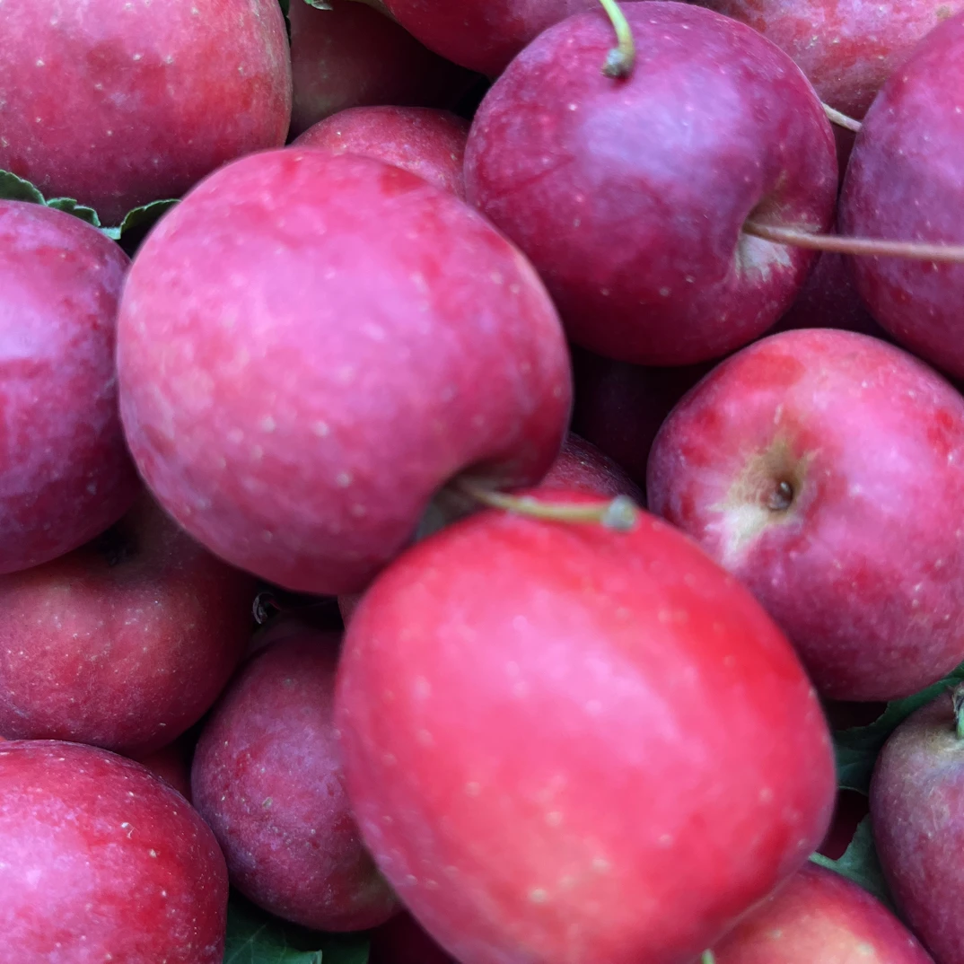 迷你小苹果乙女果酸甜可口汁水丰富稀有品种小苹果