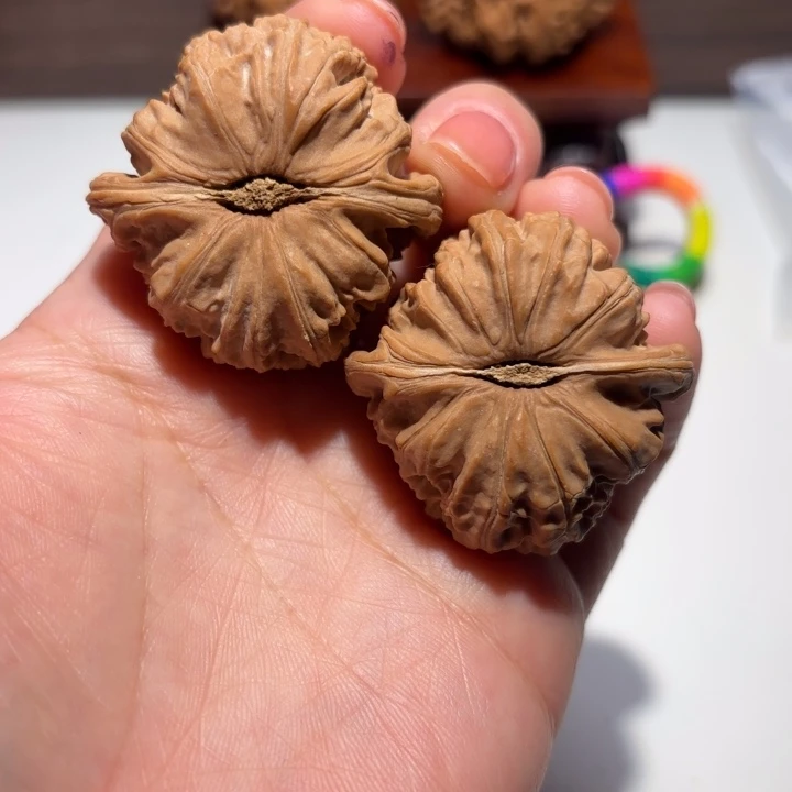 小***哥核桃39尺寸白狮子