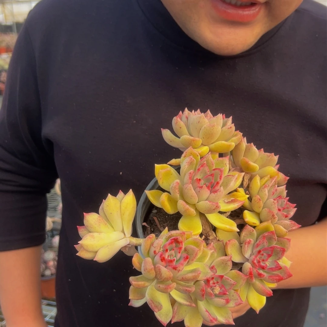 油漆桶群生多肉植物