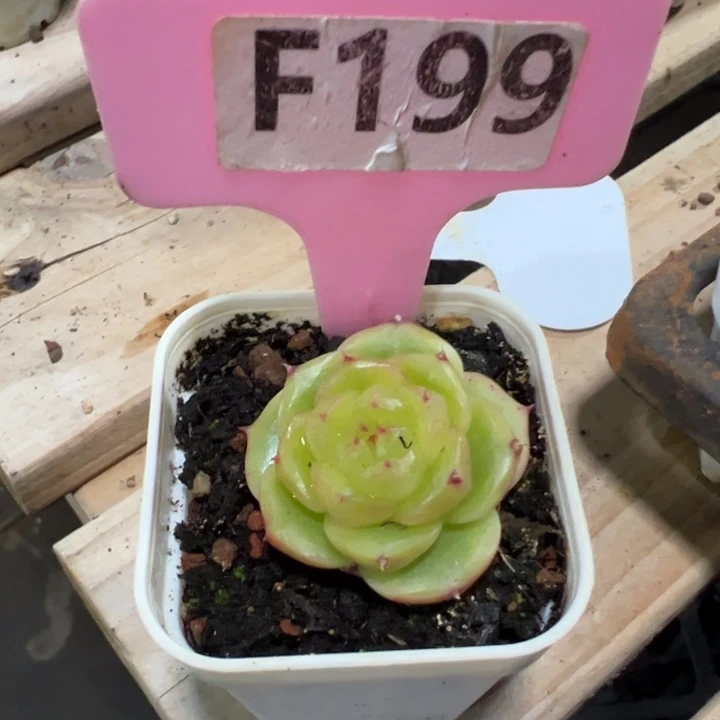 用***4流心扶摇4cm多肉植物