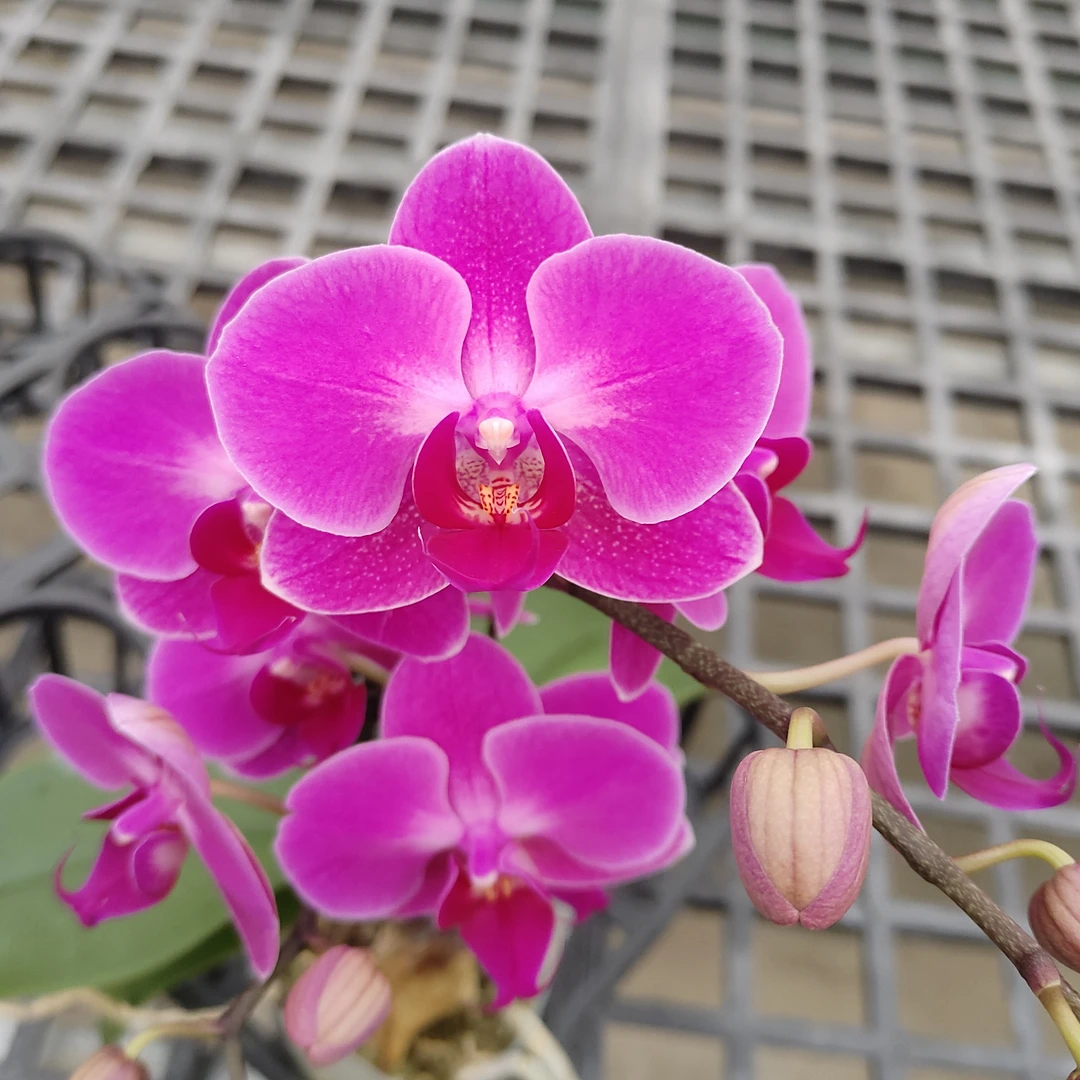 成功【幸福仙女】蝴蝶兰精致花卉盆栽四季植物