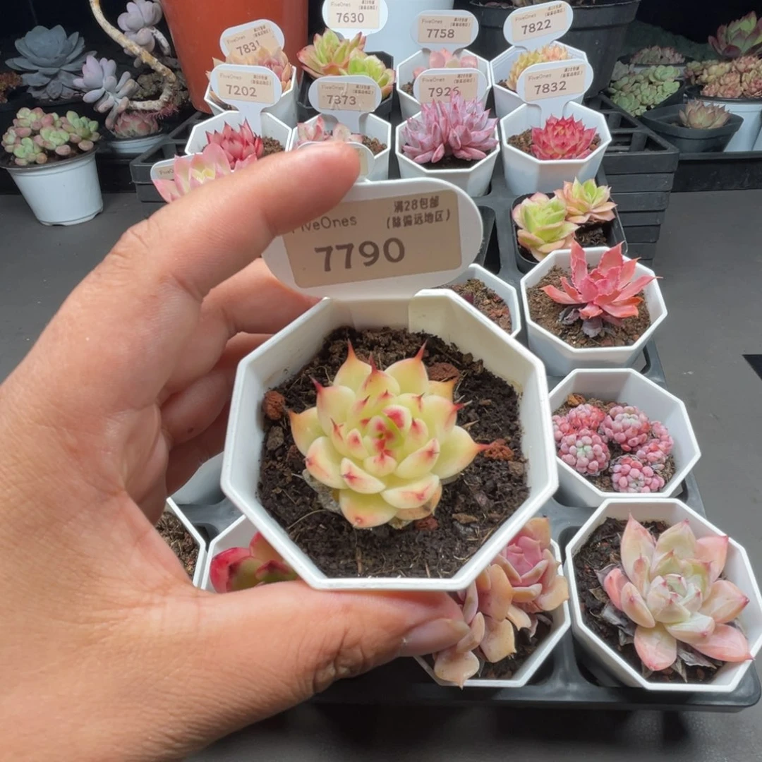 7790托斯卡内利4.0厘米