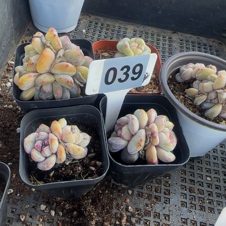 A***I5头一物一拍星影多肉039