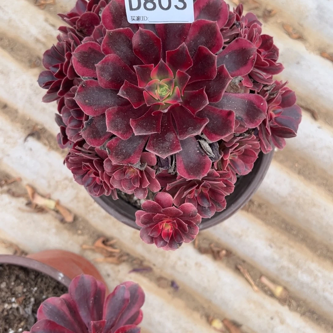 803美杜莎多肉植物法师