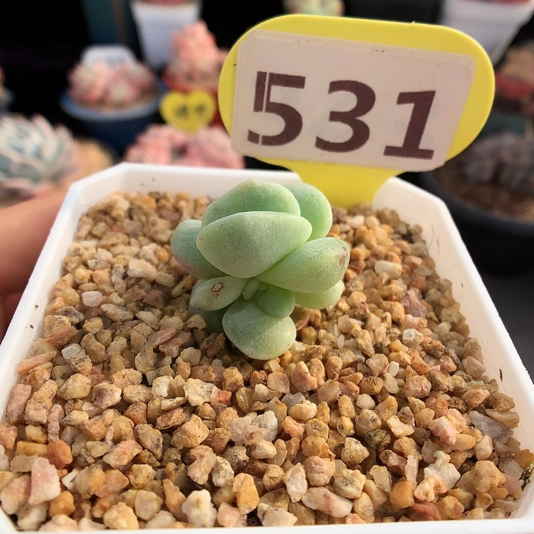 531灭心冰玉石化多肉植物