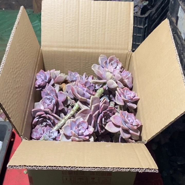 冰*Assassssssssssssssss