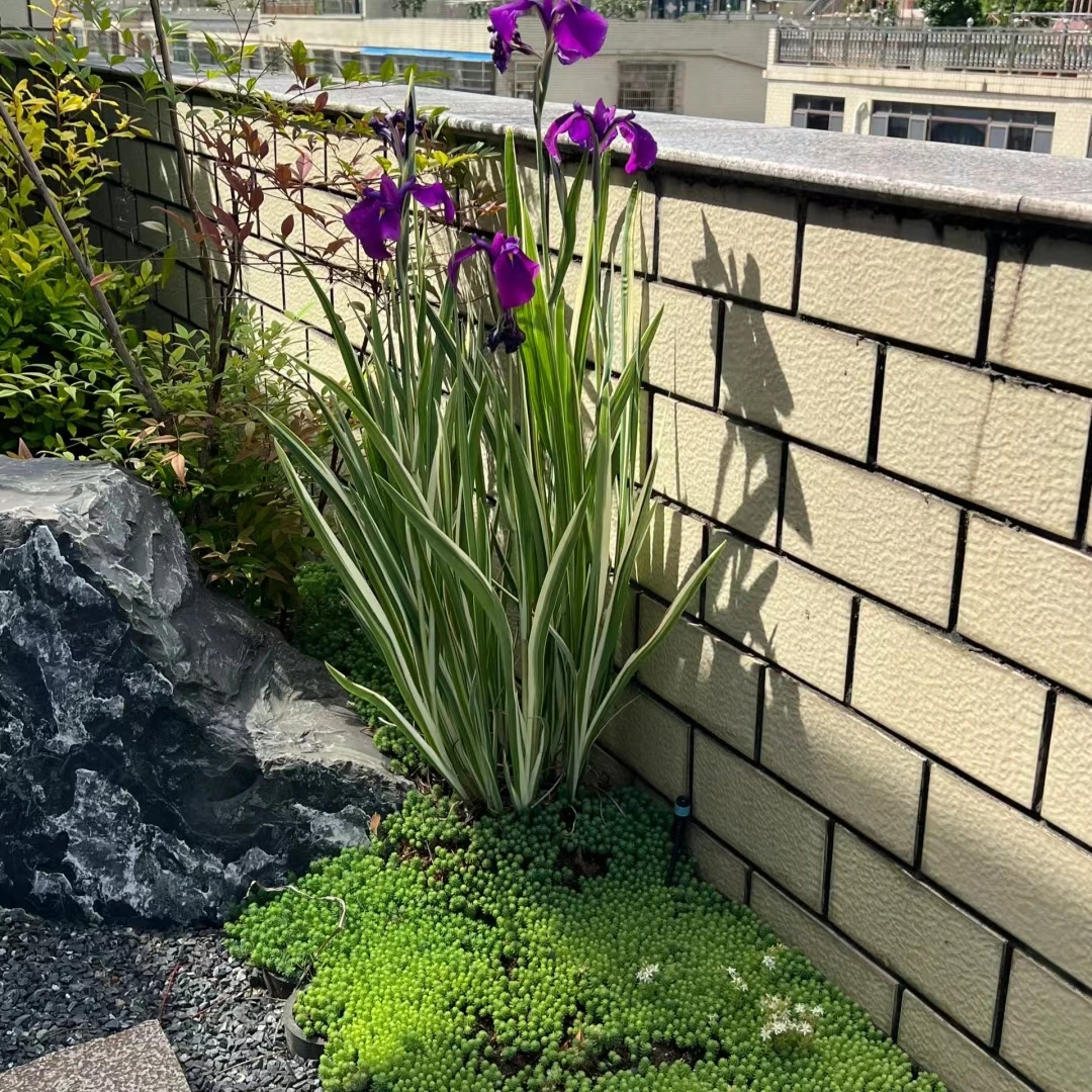线条盆花改价专属链接 耐寒耐热庭院花镜植物紫花鸢尾多年生花卉