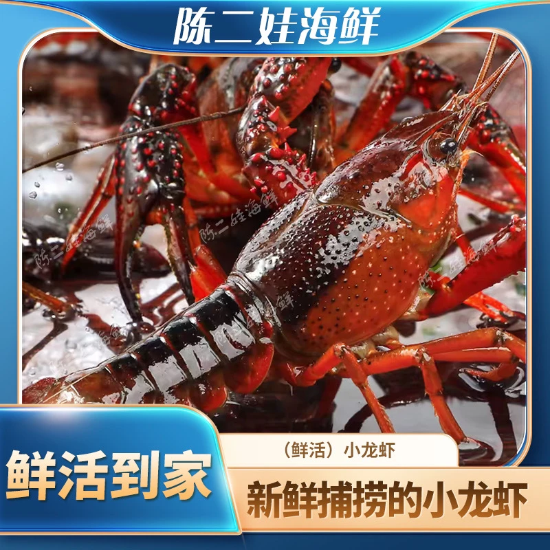 （鲜活）湖北清水小龙虾各种规格/6斤装/10斤装