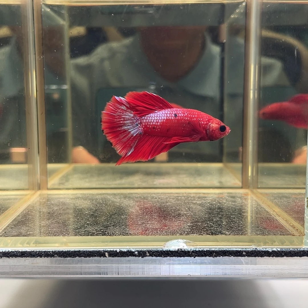 斗鱼九月十一日竞价