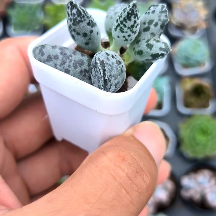 海豹一颗，满5元包邮，