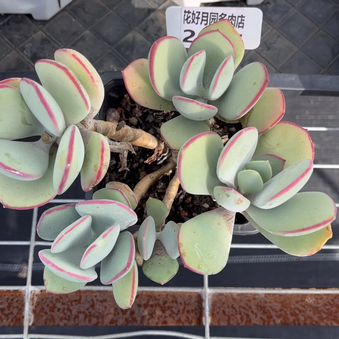 E***n多肉植物2007…….换盆