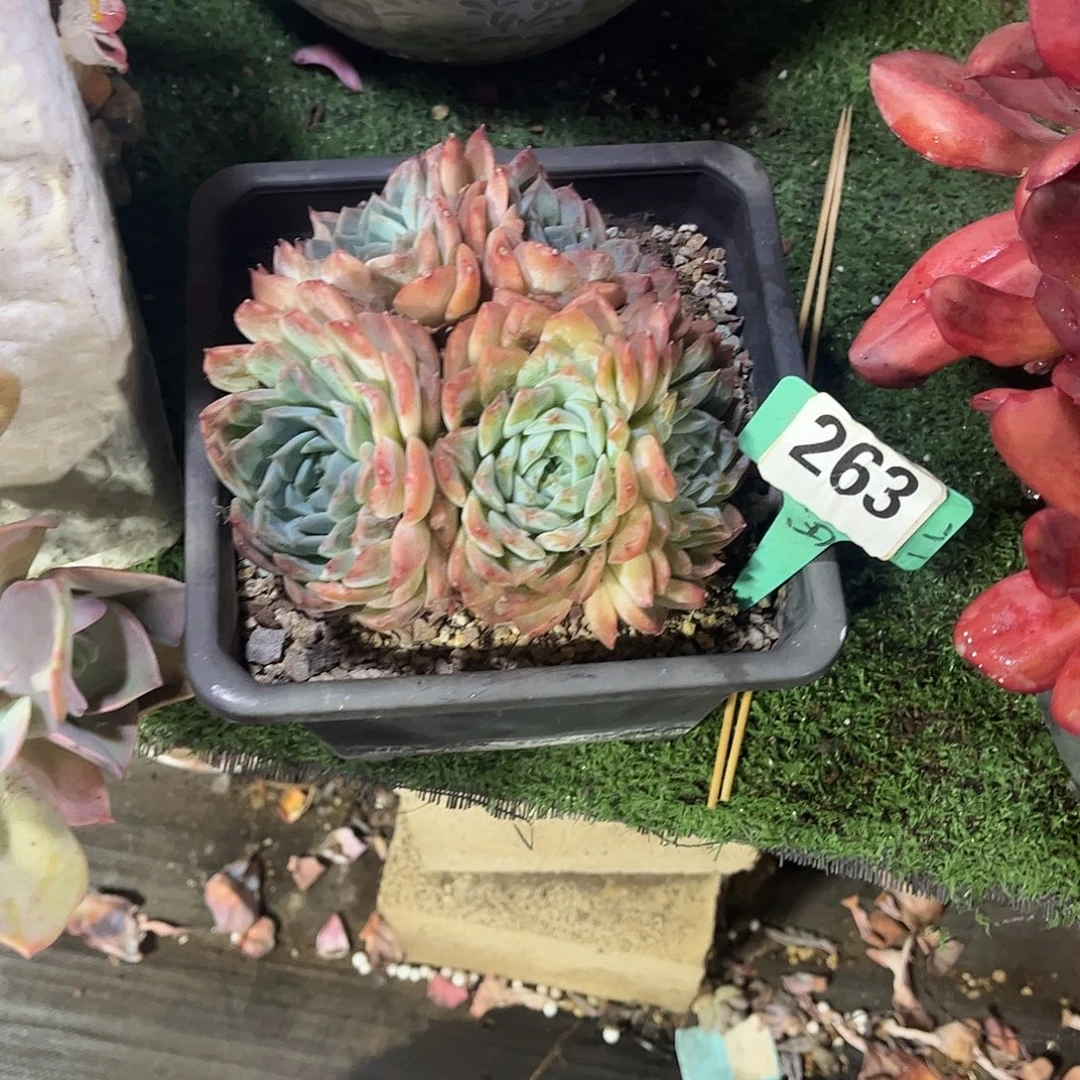 心***情分红月影多肉植物保护263