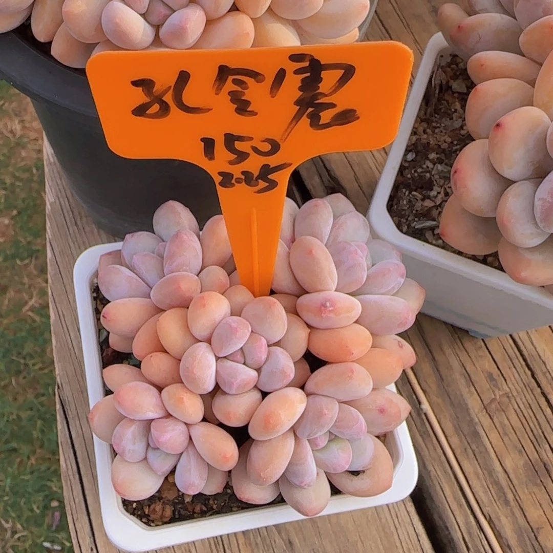 多肉植物香水 孔令震