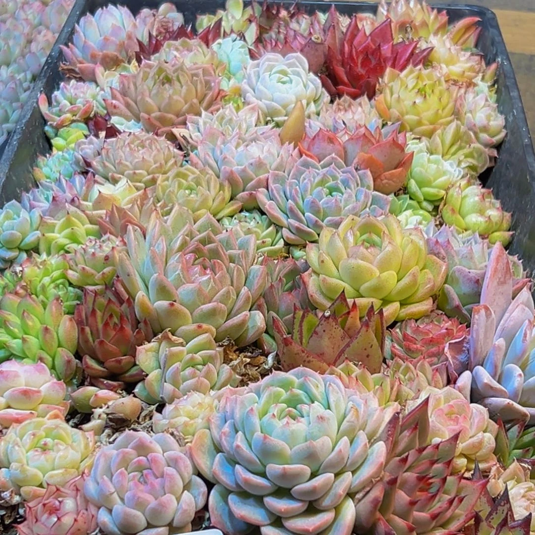 806多肉葡萄的味道是什么味道