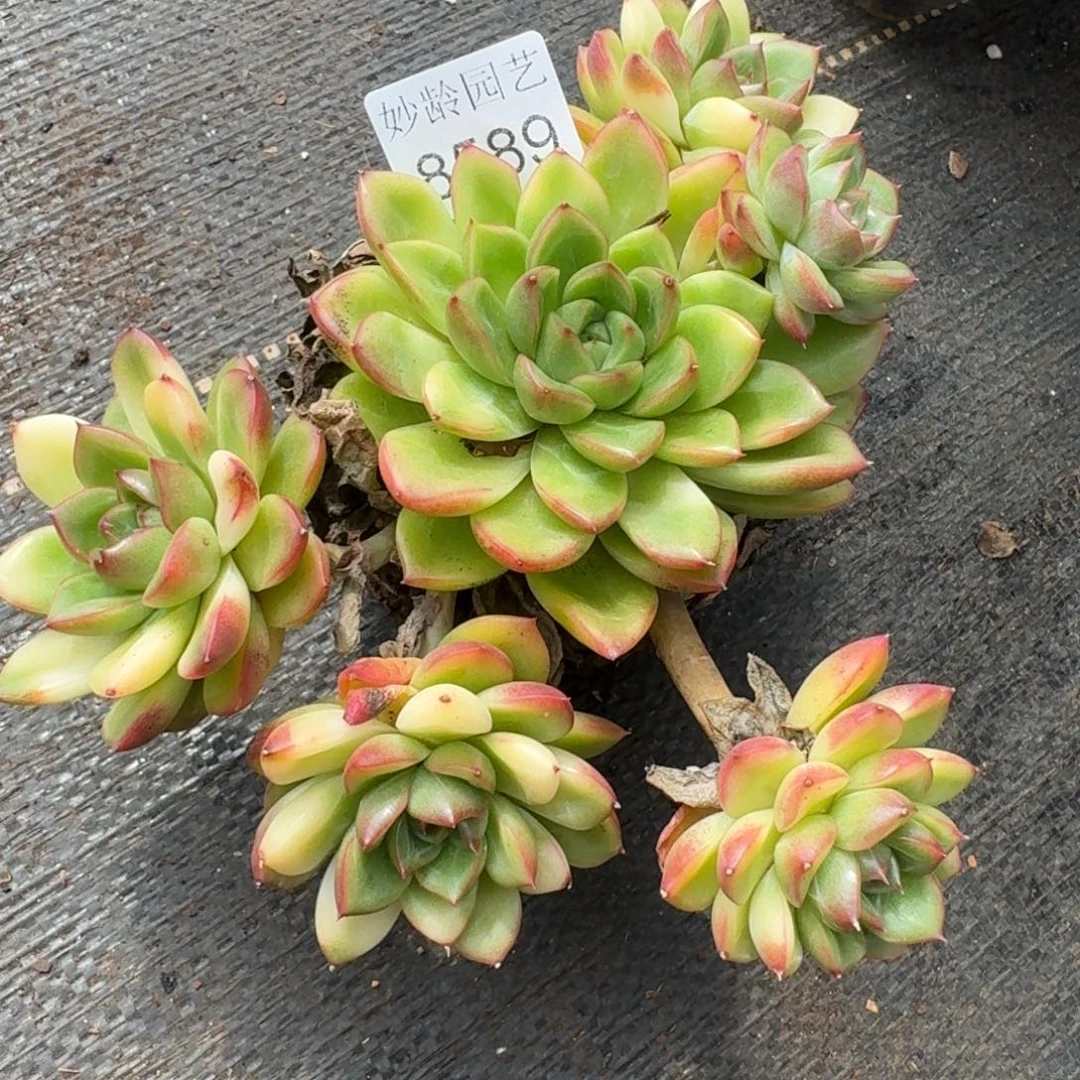 8589杂交多肉植物基地