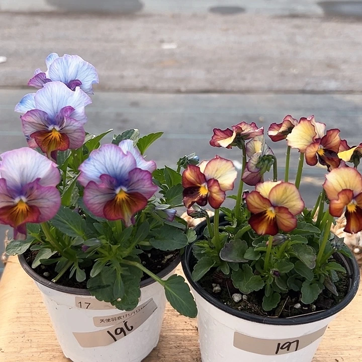 红陶抖音直播闪拍196-197