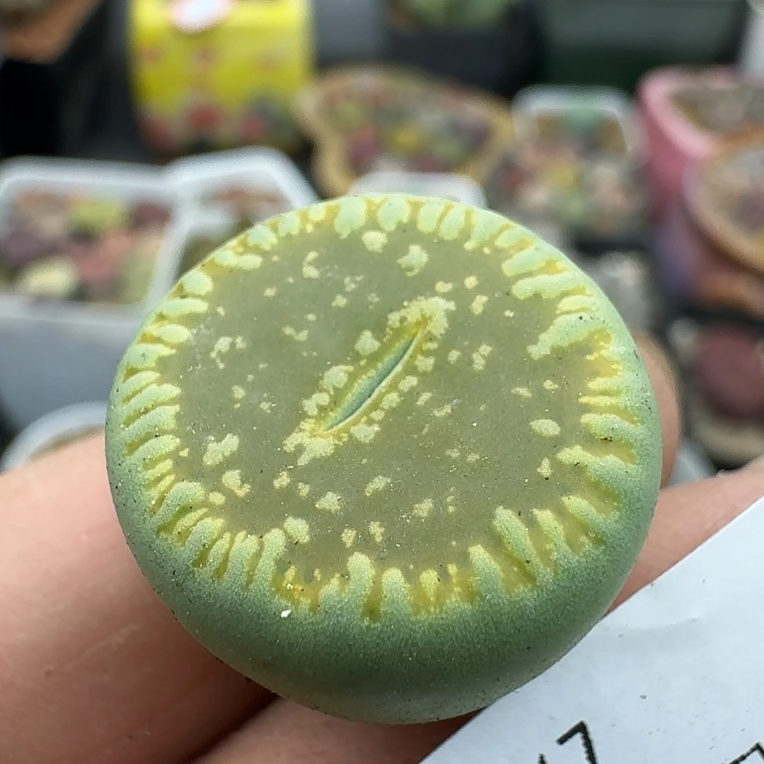 267多肉哈哈哈哈哈哈哈