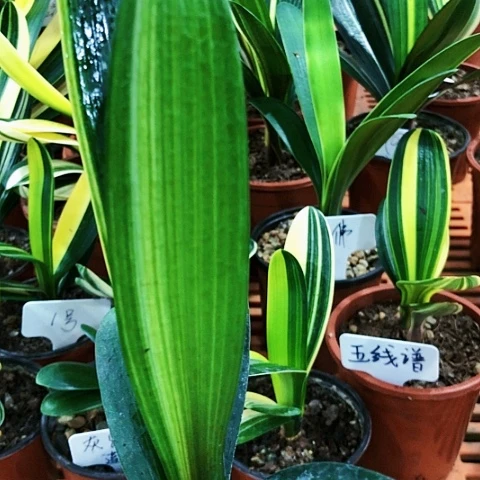 【闪购商品】5**8直播间住嘴啊日