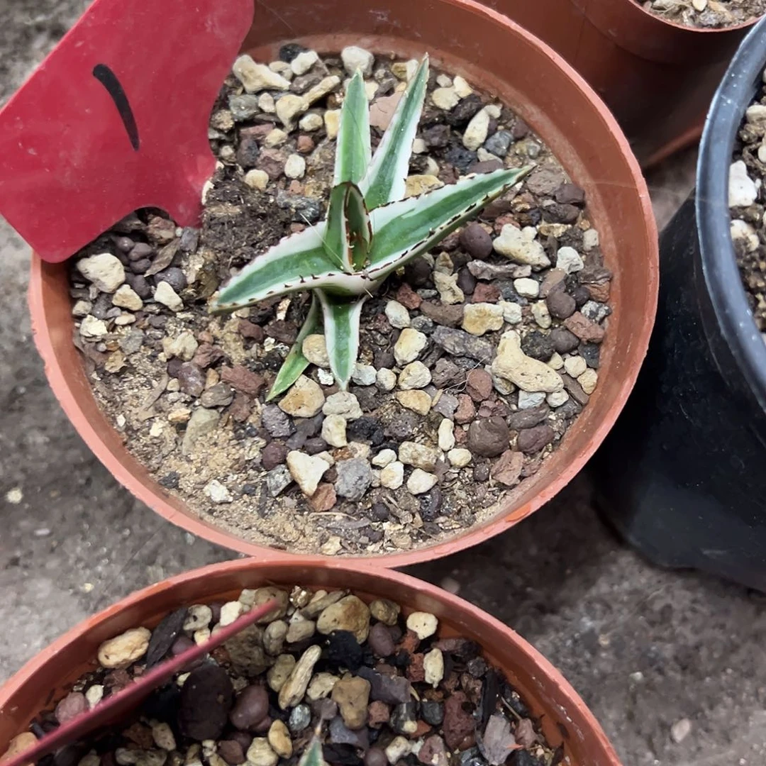 暗****光冰山锦龙舌兰植物