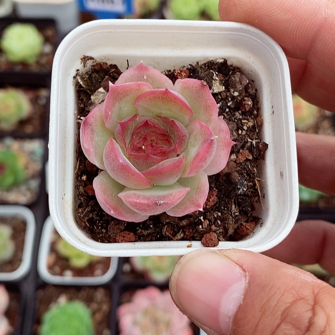 虾饺3-4cm多肉植物