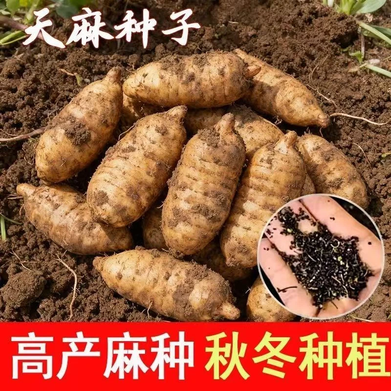 【天麻种子】【正品原装彩包】家庭小院阳台盆栽种植耐寒抗冻